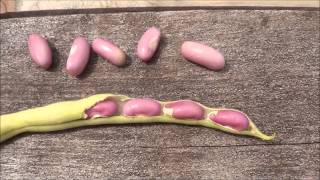 Harvesting Green Bean Seeds When and how to harvest green beans [upl. by Harmonie413]