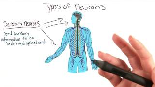 Types of neurons  Intro to Psychology [upl. by Kissner]