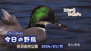 ギター日記 今日の野鳥 ・ 見沼自然公園 2024年1月15日 [upl. by Brick881]