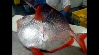 Moon Fish how to fillet [upl. by Bonni]