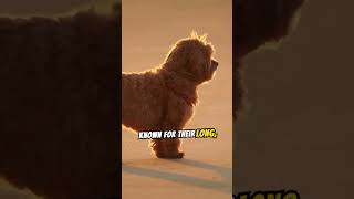 Learn more about Havanese Dogs silkyhair smart playful [upl. by Eittap]