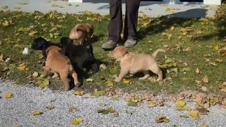 Labrador Retriever Puppies For Sale [upl. by Anot]