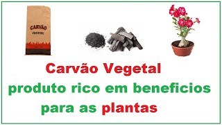 Carvão vegetal muitos beneficios para as plantas [upl. by Eitnom218]