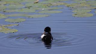 Tufted duck cleans itself and dives down [upl. by Bucher]