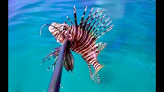 How to Safely Clean and Cook Lionfish  Spearfishing Venomous Lionfish for Dinner [upl. by Rayle149]