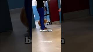 Disapproval corgi seeing vet [upl. by Ellan]