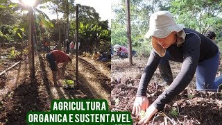 Curso de Agrofloresta princípios da agricultura sintrópica  PETBio [upl. by Anilejna]