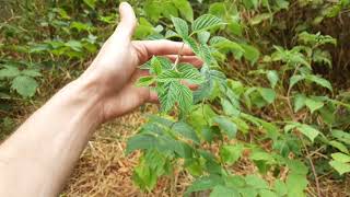 3 Raspberry Varieties 1 Guerrilla Garden Bed  Joan J Thornless Primocane amp Floricane Explained [upl. by Salem]