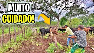 Todo CUIDADO É POUCO Na Hora de TROCAR OS CHOCALHOS dos BOIS  Sertão [upl. by Enairda]