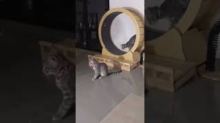 Funny Cat Compilation cats and laser lights reels catlover catshorts fitness catvideo funny [upl. by Einavoj33]