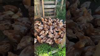 Hyline chicks 6 weeks old chicken farming [upl. by Anavrin407]