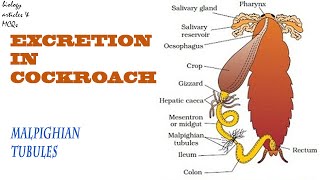 Excretion in Cockroach  Malpighian tubules BIOLOGY ARTICES AND MCQS [upl. by Mulford206]