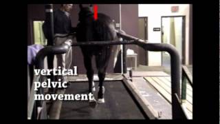 2 methods of hind limb lameness detection [upl. by Aiuoqes184]