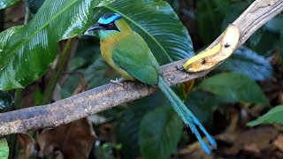 Lessons Motmot in Costa Rica [upl. by Ahsilef999]