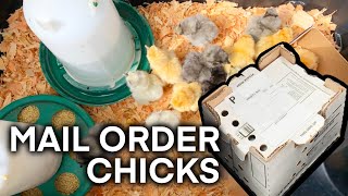 20 SILKIE CHICKS CAME IN THE MAIL HOOVER’S HATCHERY  MAIL ORDER CHICKS UNBOXING [upl. by Seline]