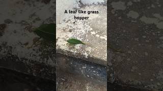 A leafhopper on the stairs 🦗 [upl. by Ocin]