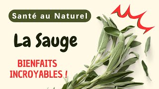 Pourquoi la SAUGE estelle l’Herbe Secrète dont votre Corps a Besoin pour Rester en Forme [upl. by Finah]