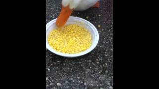 Duck eating corn [upl. by Christabelle513]