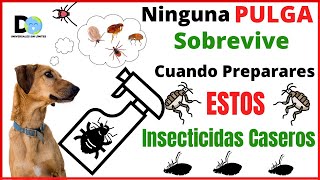 Ninguna PULGA Sobrevive a Estos Insecticidas Naturales  INSECTICIDA DE PULGAS [upl. by Ellyn]