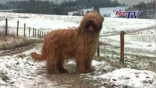 Berger de Brie Briard Informationen zur Rasse [upl. by Fronnia]