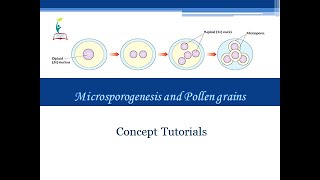 Microsporogenesis and Pollen Grains  Sexual reproduction in Flowering Plants Part 1  Class 12 [upl. by Atenik510]