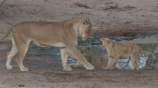 Playful lion cubs learn vital fighting skills from their mom [upl. by Noslrac648]