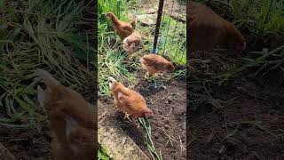 6 New Chooks Join The Ranks fleetwoodmac [upl. by Korff]