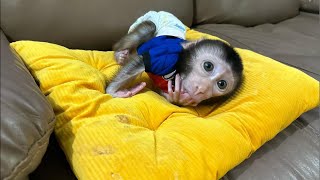 Cute Reaction Newborn Baby Monkey Dino wants to drink milk [upl. by Brentt]