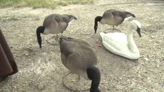 Utah Youth Waterfowl and Outdoor Festival [upl. by My]