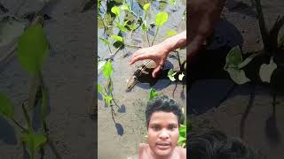 Asyiknya tangkap channashorts bocahpetualang fish channa tiktok shortvideo [upl. by Lapham678]