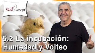 Parámetros en la INCUBACIÓN 🥚  Cap V  Parte 2 [upl. by Yelyab406]