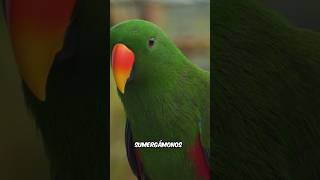 ¡El LORO ECLECTUS y su AMOR por los COLORES opuestos  animales [upl. by Yenor513]