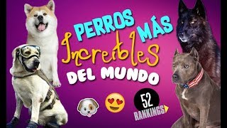 LOS PERROS MÁS INCREÍBLES DEL MUNDO  52 Rankings [upl. by Krispin560]