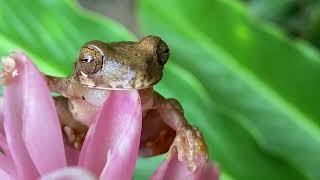 Similisca sila  Rana arboricola ñata  crossbanded tree frog [upl. by Einial]