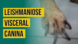 Leishmaniose Visceral Canina  Identificação e tratamento [upl. by Callida]