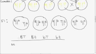 Leaving Cert Genetics Dihybrid Cross [upl. by Saxena]