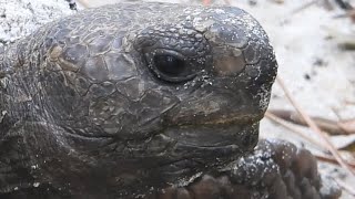 The Smirking Thumblike Face of a Gopher Tortoise [upl. by Rehm]