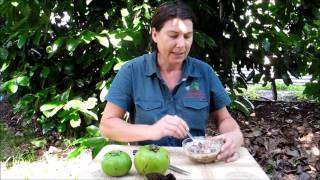 Black Sapote Tree Chocolate Pudding Fruit Tree [upl. by Burtis226]