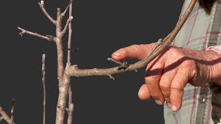 Winter Pruning and Training a 3 Year Old Golden Russet Apple Tree [upl. by Suiradal886]