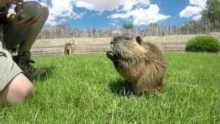 Coipú Myocastor coypus en BIOPARC Valencia [upl. by Deming]