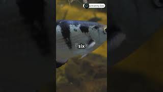 Archerfish Spitting Accuracy Experts animalfacts archerfish animals [upl. by Odicalp896]