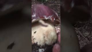 Boletus pinophilus porcino rosso funghiporciniboletusnature [upl. by Cinderella]