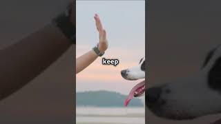 Teach Your Pet a New Trick🐶🐱🐾 youtubeshorts ytshorts catsanddogs petlovers pets cat dog [upl. by Aisul]