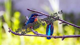 Les meilleurs Proverbes et dictons sur le mariage [upl. by Artie]