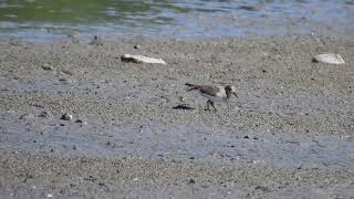 biegus mały  Temmincks stint  Calidris temminckii [upl. by Esorrebma39]