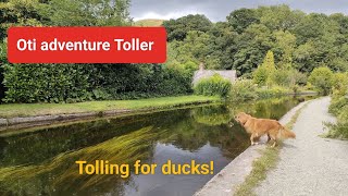 Nova Scotia duck tolling retriever tolling for ducks in calm water UK [upl. by Mella]