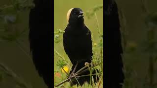 Burung Bobolink Dolichonyx oryzivorus [upl. by Howland594]