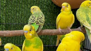 Cute Budgies Chirping 2 Hours of Relaxing Parakeet Sounds to Reduce StressSinging a Birds [upl. by Eilahtan]