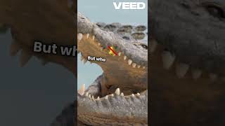 Crocodile vs Alligator Who Would Win in a Fight Ultimate Showdown facts animal [upl. by Barfuss634]