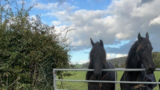 Black Horses  The Friesian Experience is live [upl. by Norreht]